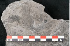 Foto (Detailansicht) von Neuropteris sp.  (NHMW-GEO-2024-0188-10702)